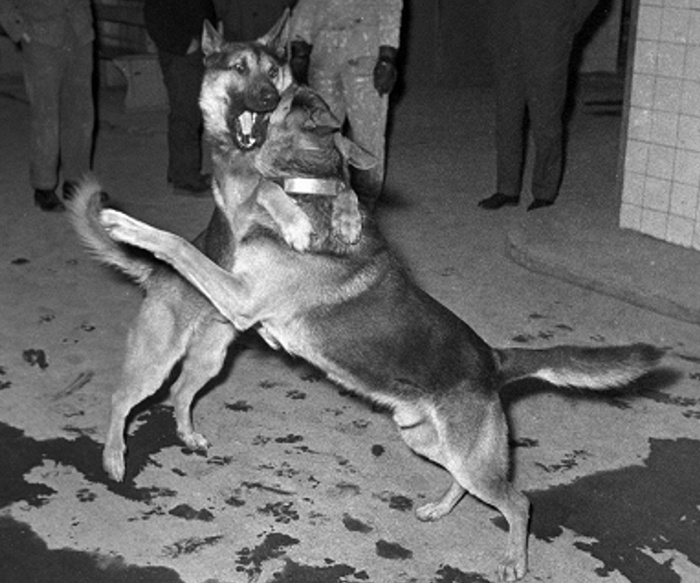 Собаки вне съемок