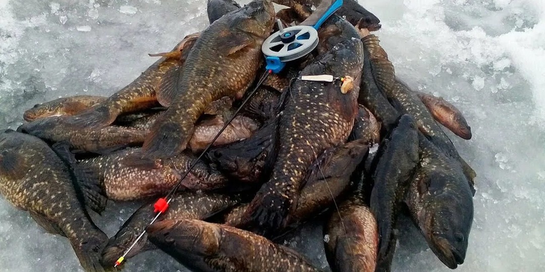 Ротан, как ловить в феврале? Основные моменты которые помогут вам наловить больше.