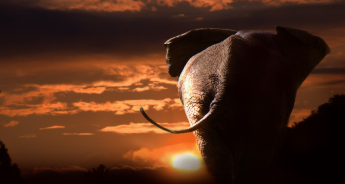 Расстроенный отсутствием транквилизатора слон удаляется к закату / Фото: pxhere.com