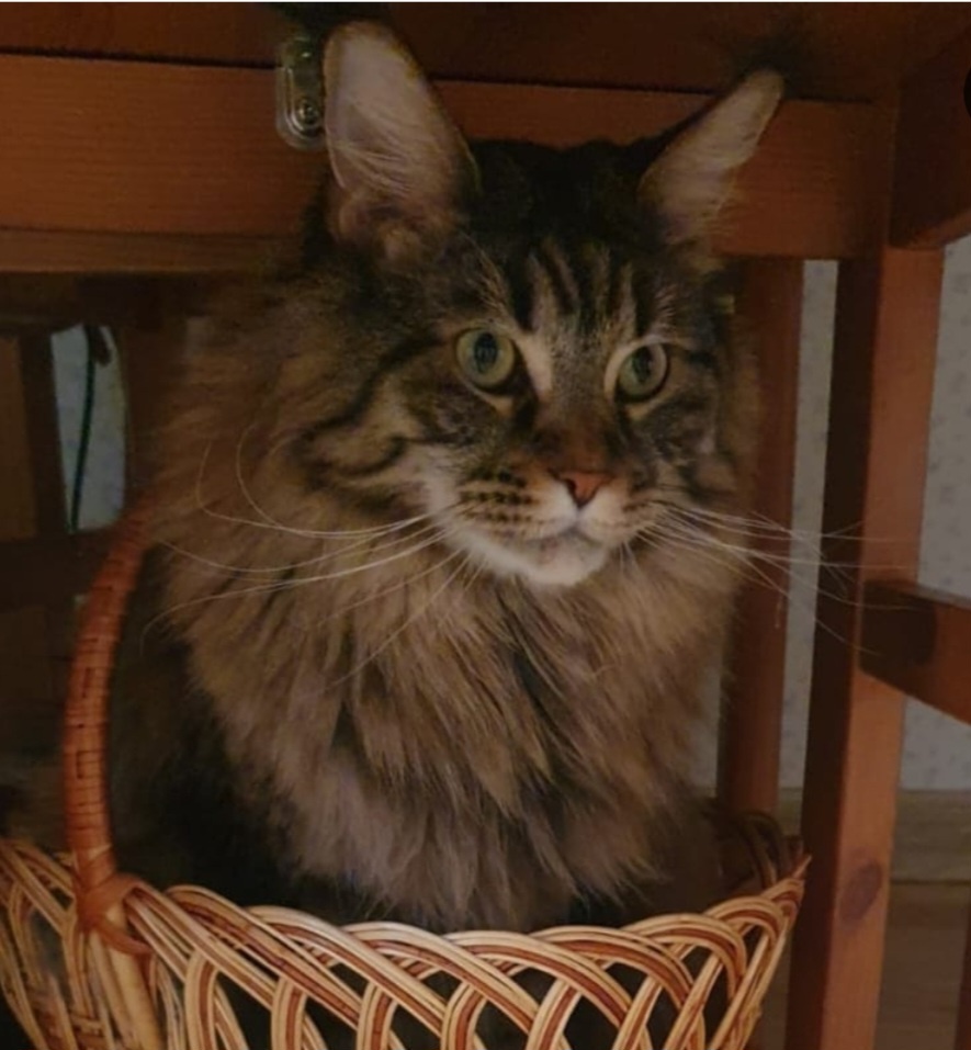 Моя кошка Акира (автор фото Л.Баева)