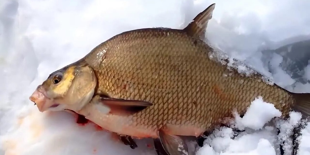 Золотые советы по ловле леща в феврале. Когда у других не берет у вас - будет!