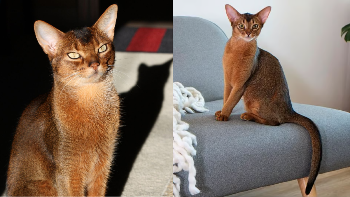 Абиссинская кошка