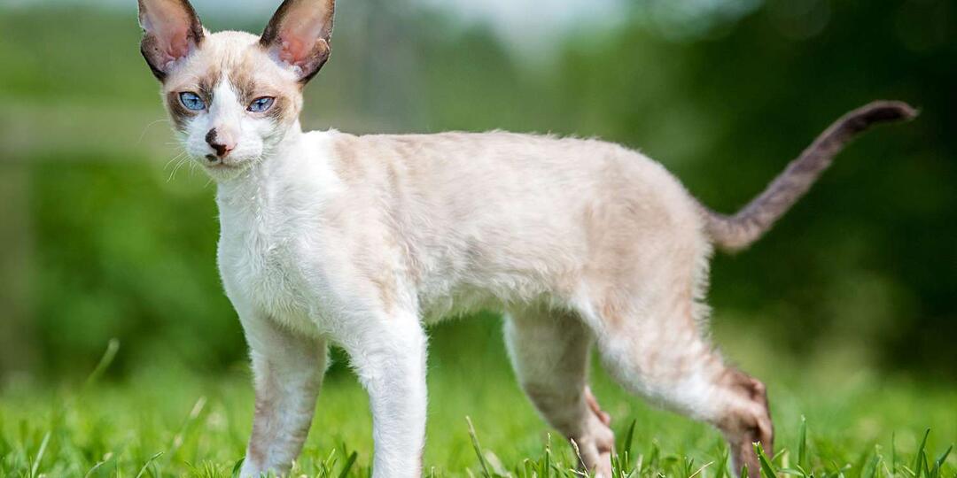 Кошки-оптимисты: 5 пород с жизнерадостным характером