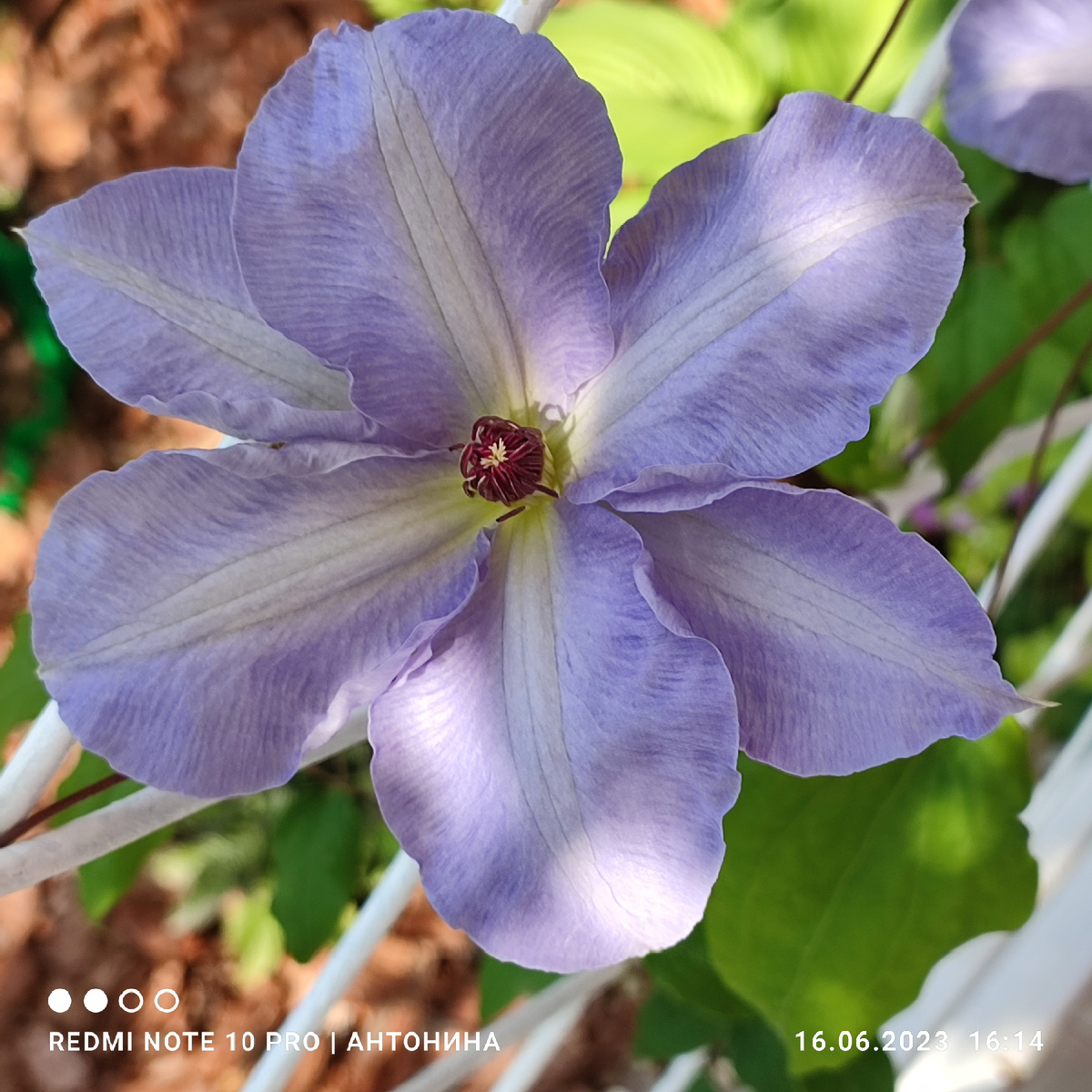 Клематис Блю Котильон. Лето 2023 года.