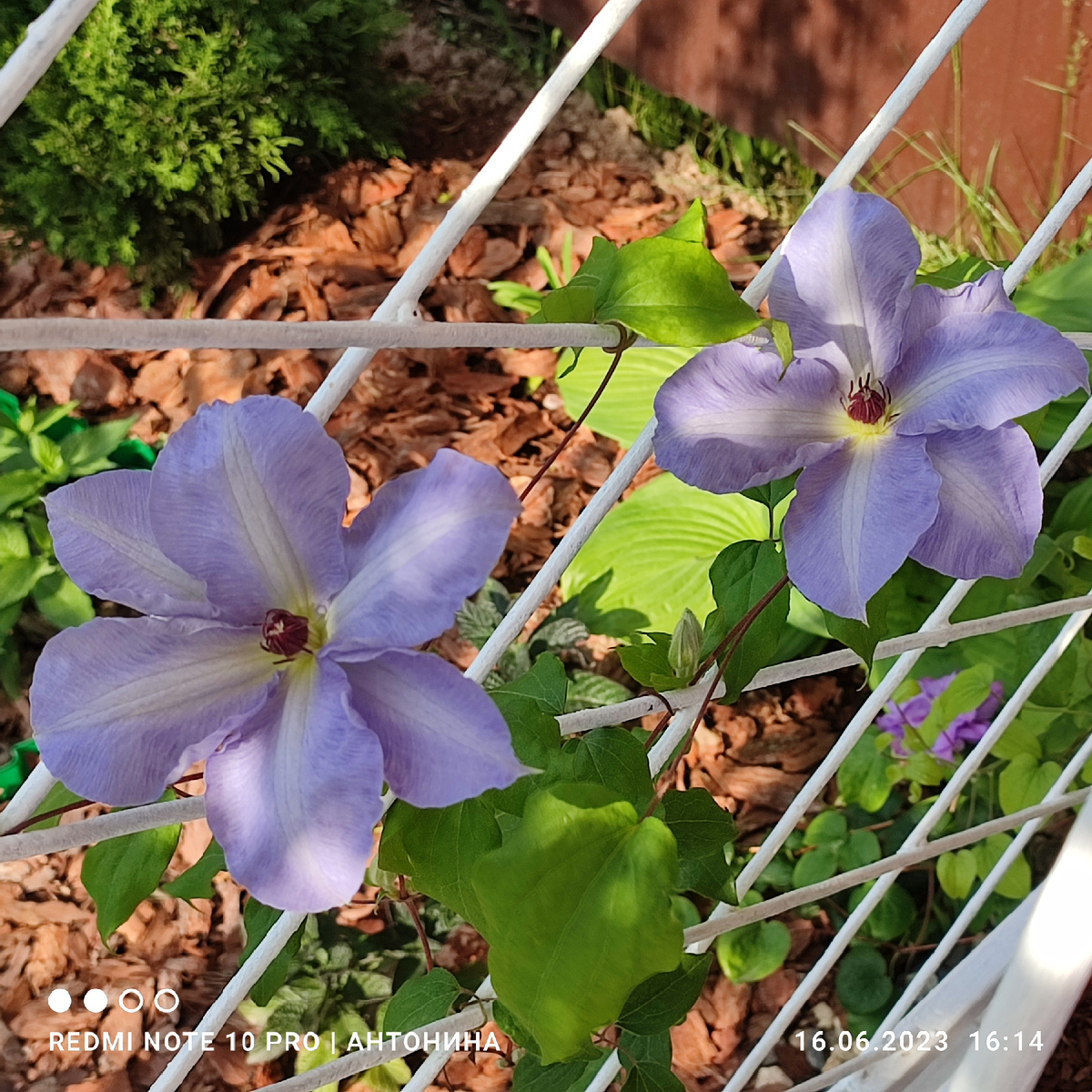 Клематис Блю Котильон. Лето 2023 года.