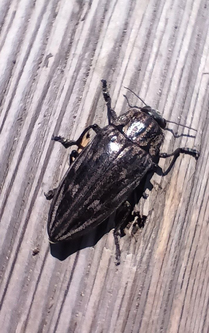 Большая сосновая златка