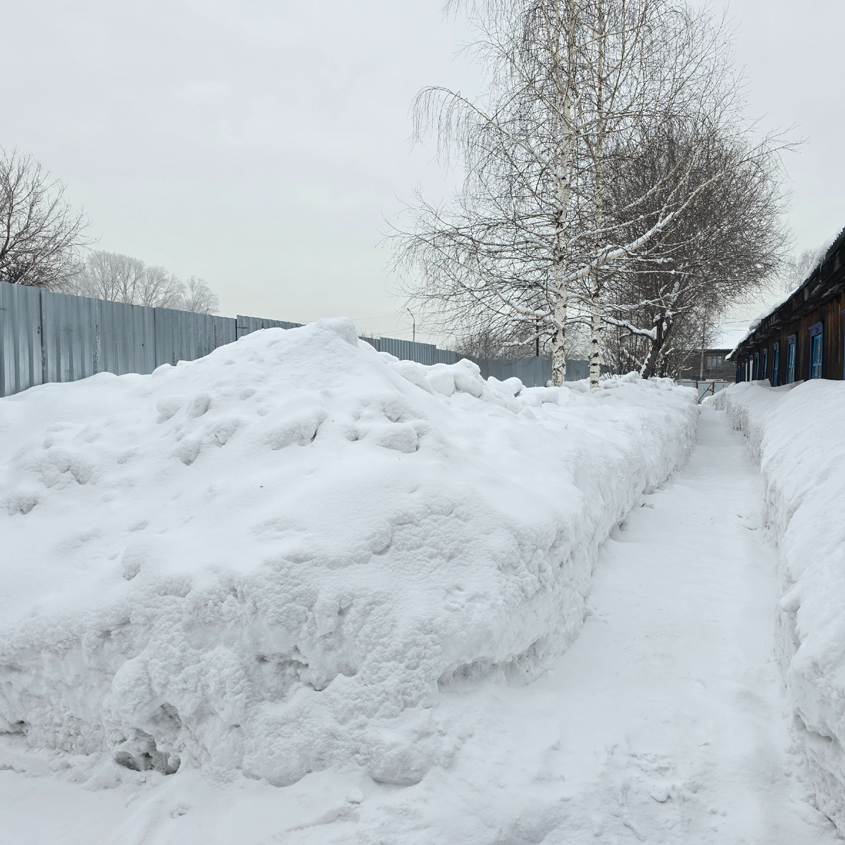  тропинки к собакам