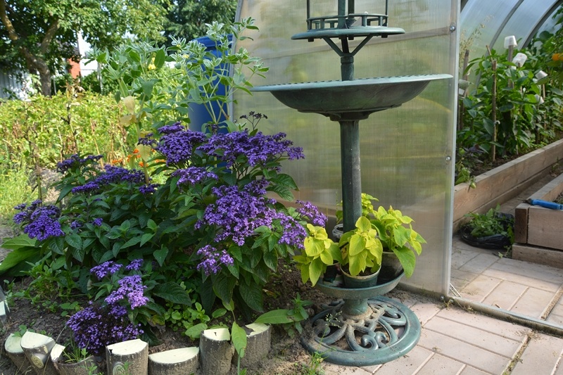 Для создания клумбы с гелиотропом нужно не менее трех растений