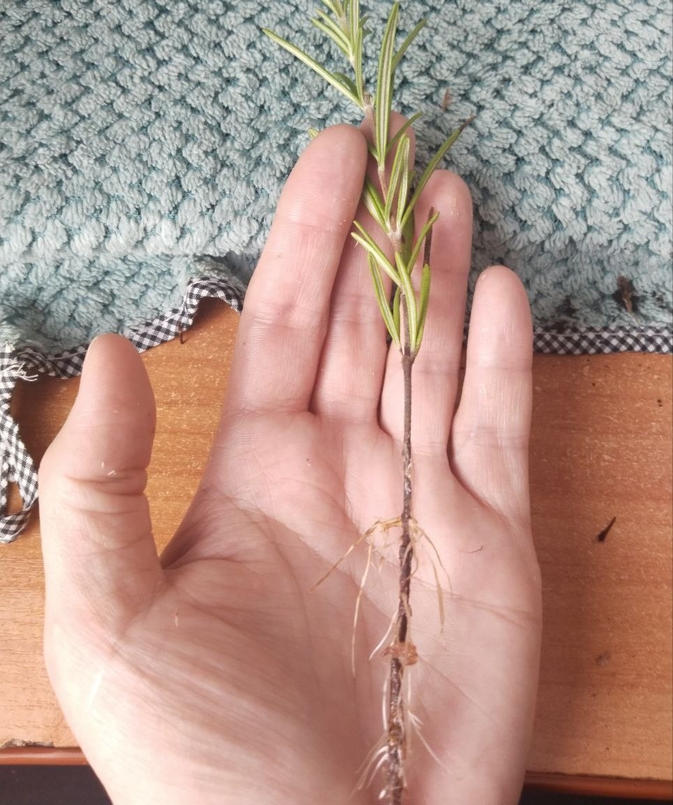 Розмарин. 30.11.2025 - примерно полтора месяца с начала укоренения