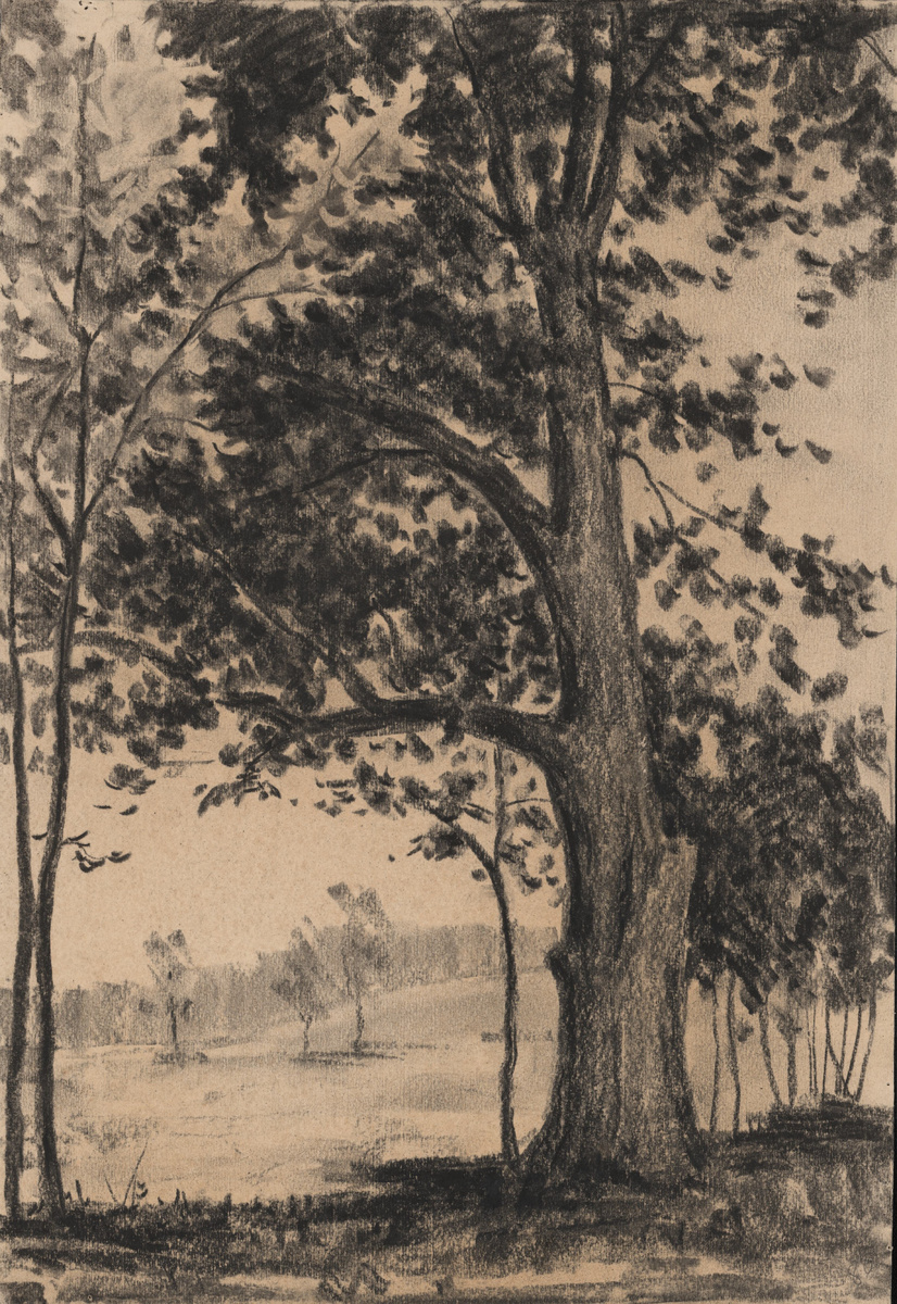 Сергей Михайлович Чехов (02.02.1901 - 27.12.1973). Бабкино. Старая липа, видевшая Чехова. 1956 г. Бумага, уголь.