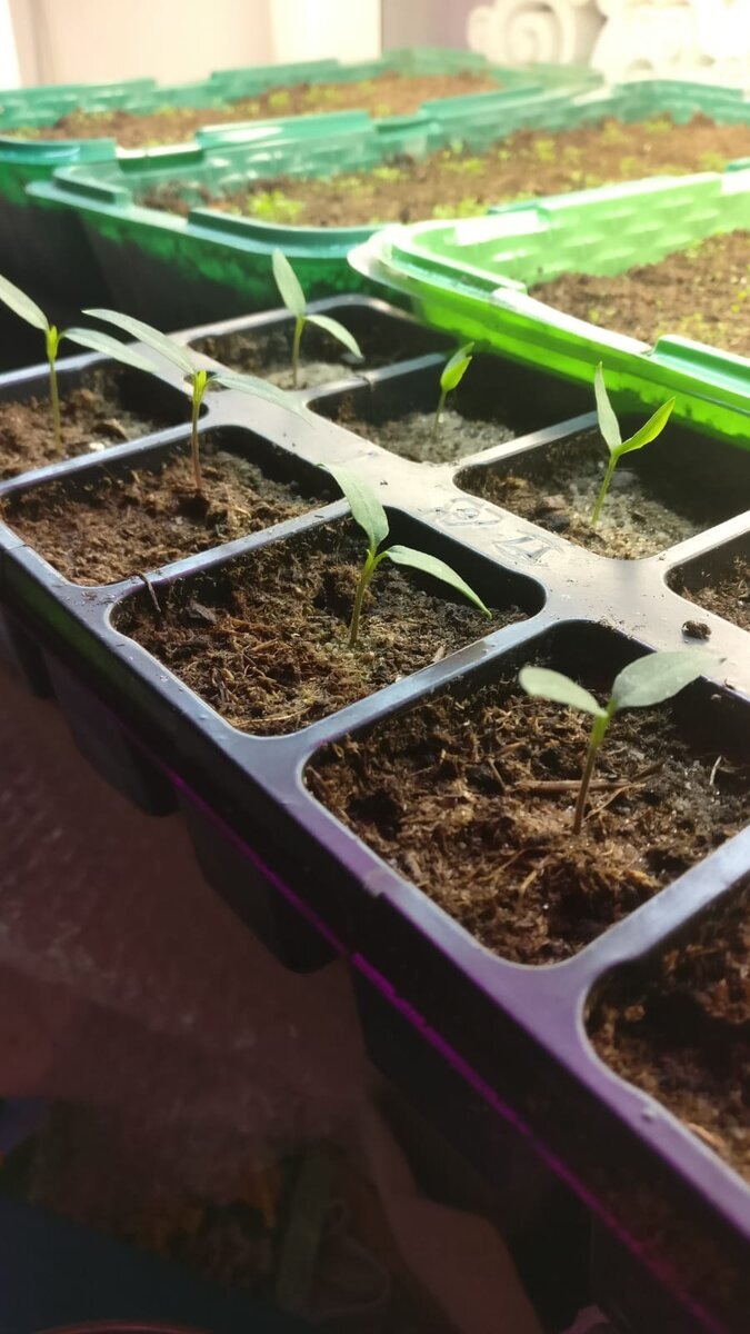 Острые перчики