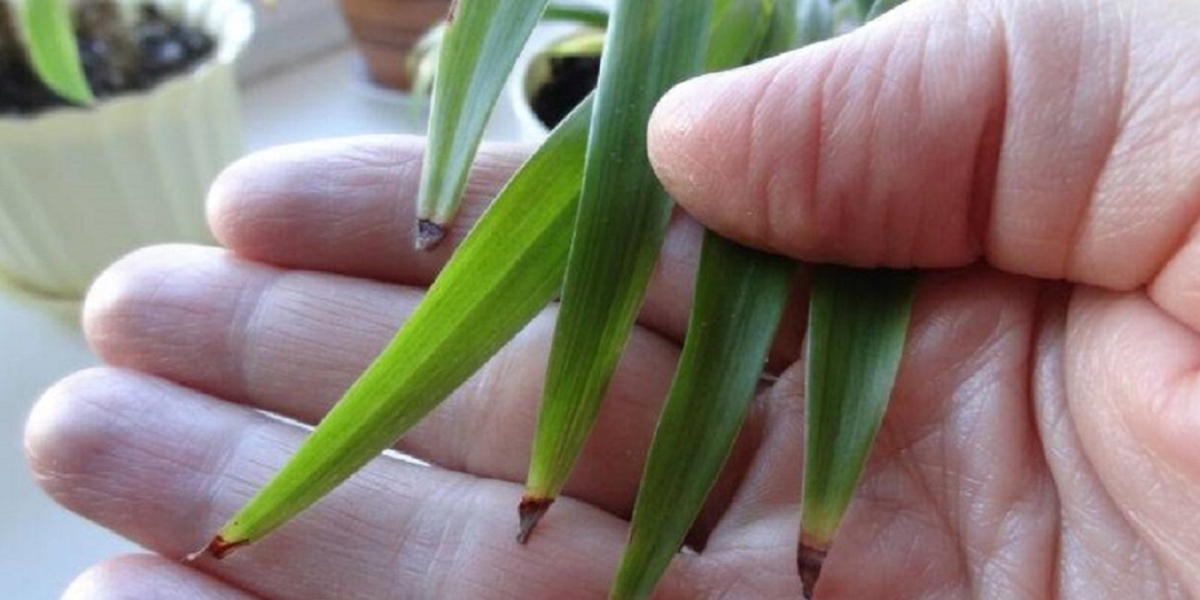 Перекись водорода - простое, но очень эффективное средство для спасения комнатных растений зимой.