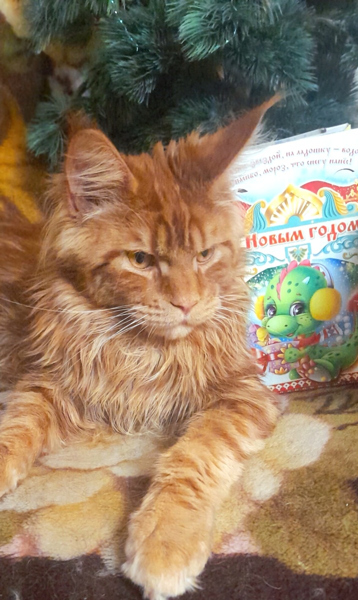 Кот Тимофей засыпал под звуки рояля