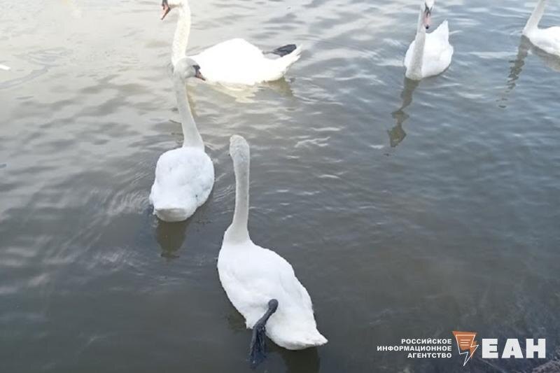    ЕАН. Лебеди