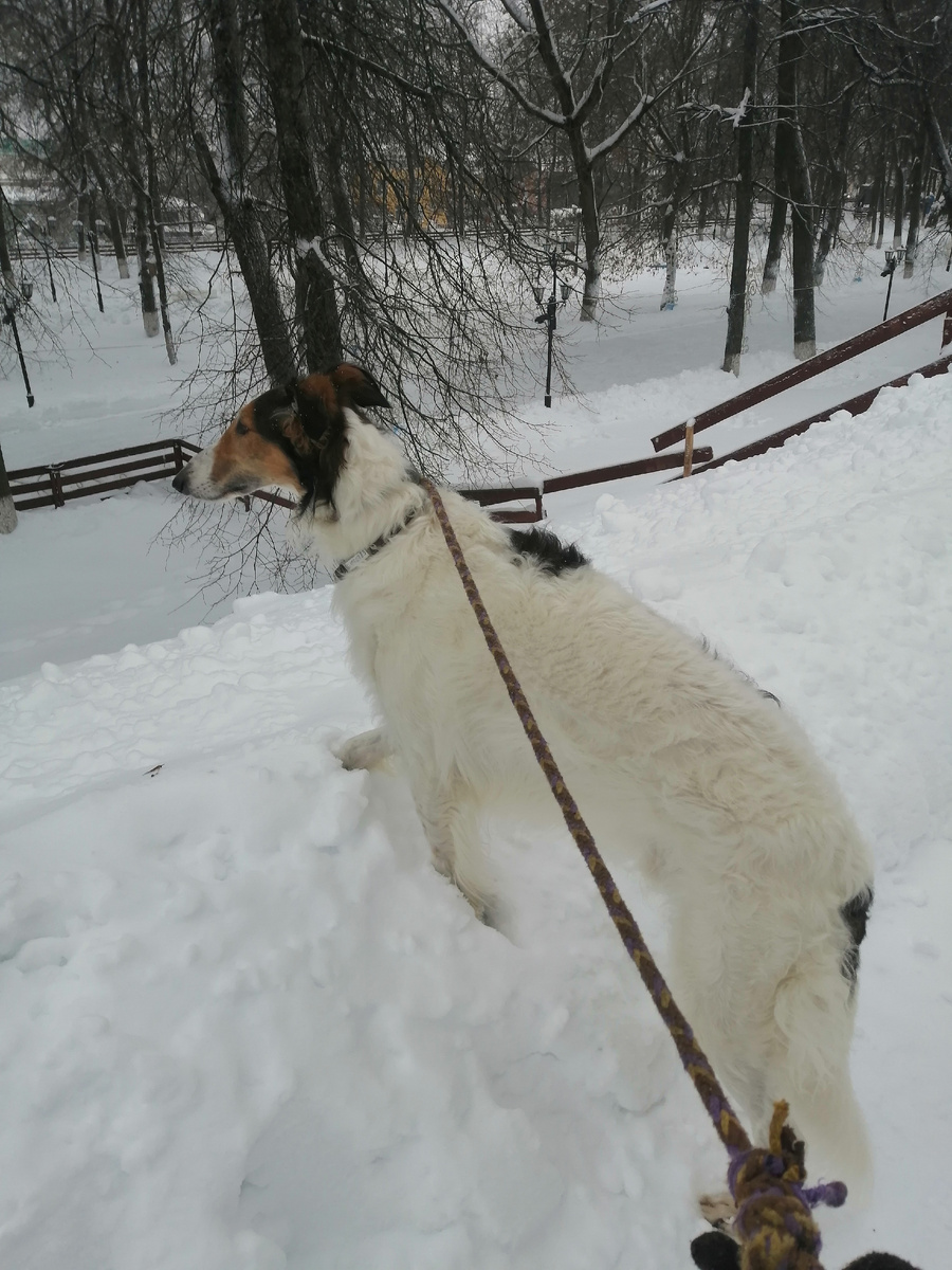 Моя собака обозревает снежную картину