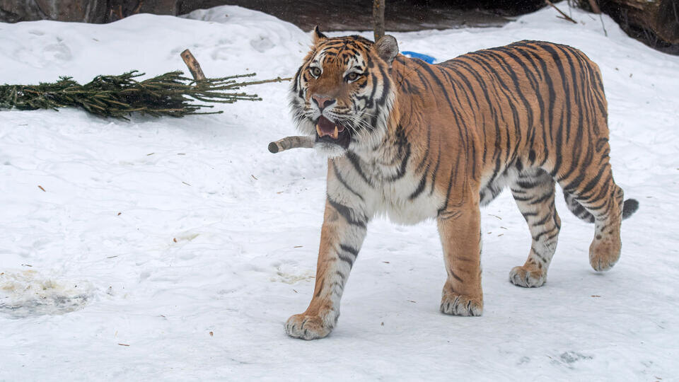 "Тут же находиться страшно": тигры держат в страхе жителей Приморья