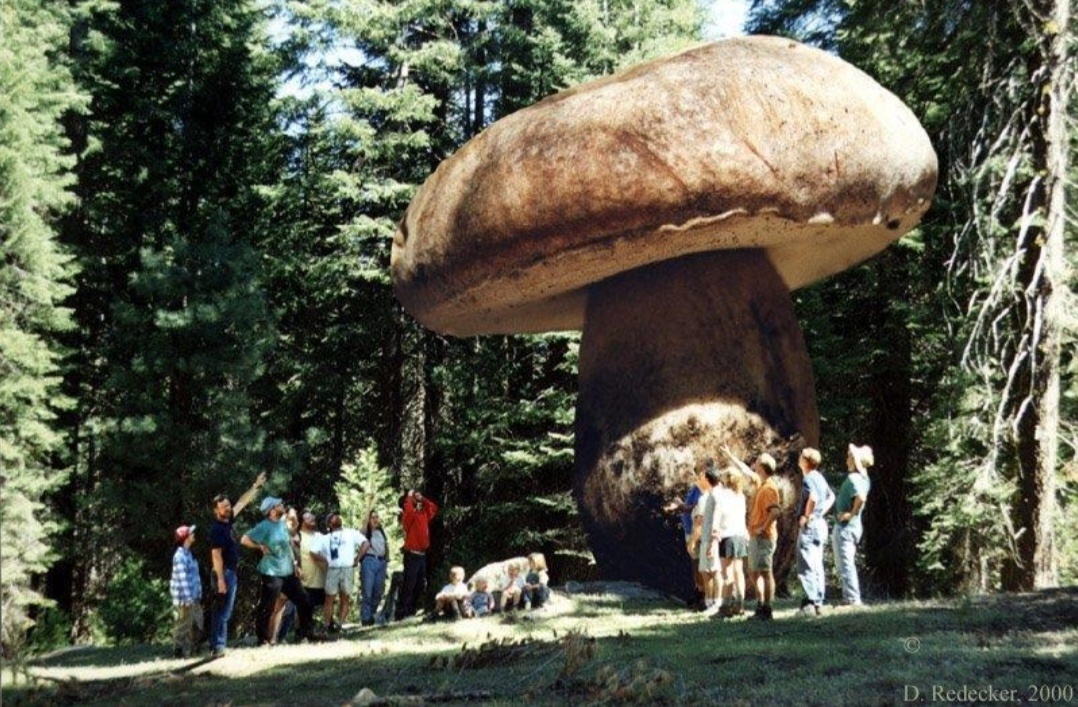 Этот Гриб Возрастом 2400 Лет Является Самым Крупным Живым Организмом На Планете.