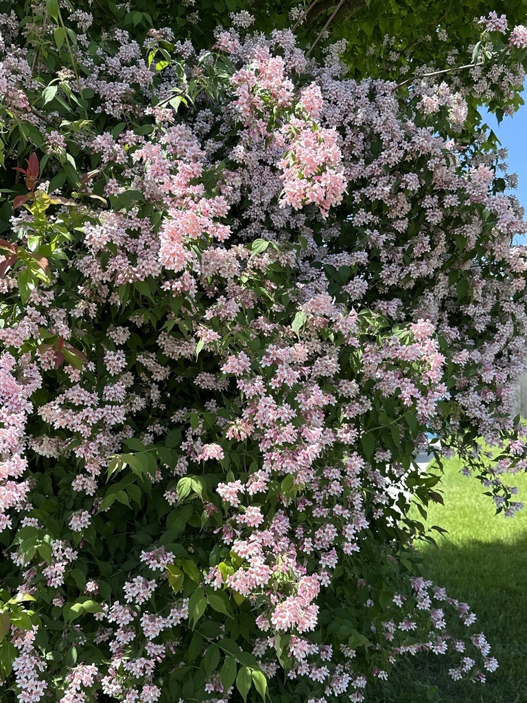 Кольквиция прелестная в Мичигане