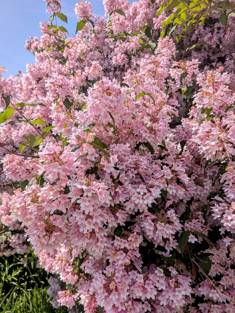 Кольквиция прелестная в США
