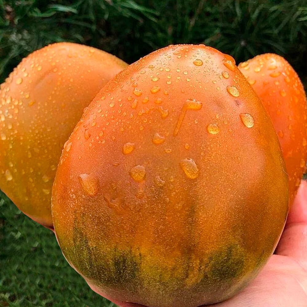 Томат Суровая дыня немцев Поволжья 