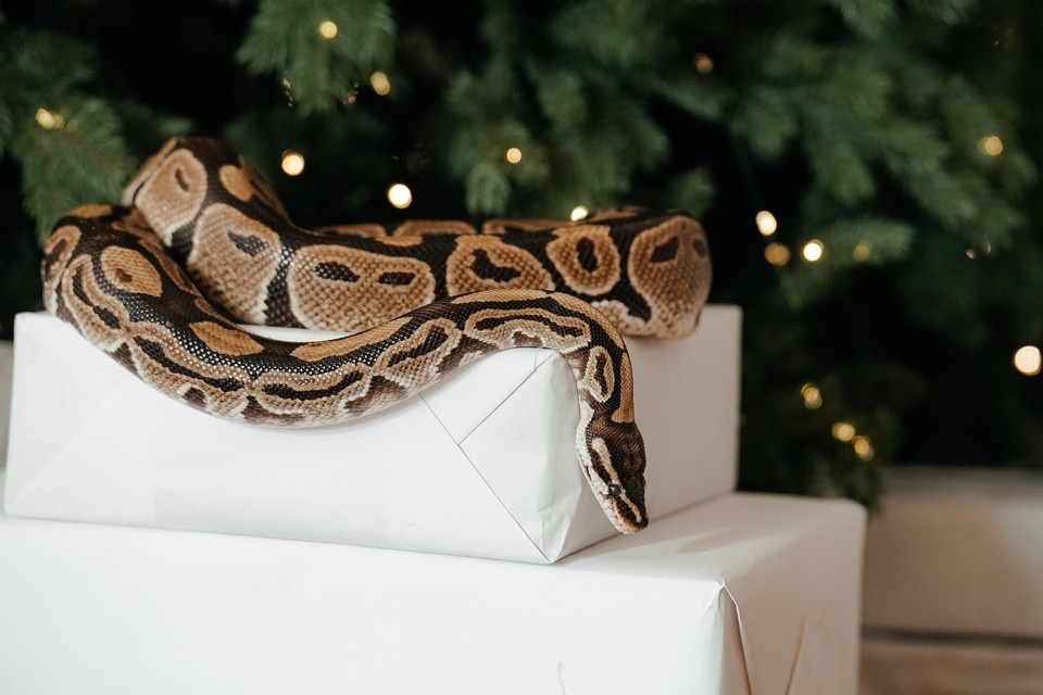    Ульяновские ветеринары проверили состояние здоровья экзотических животных Архив "КП"