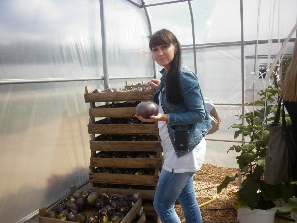 Держу в руке баклажан Буржуй F1