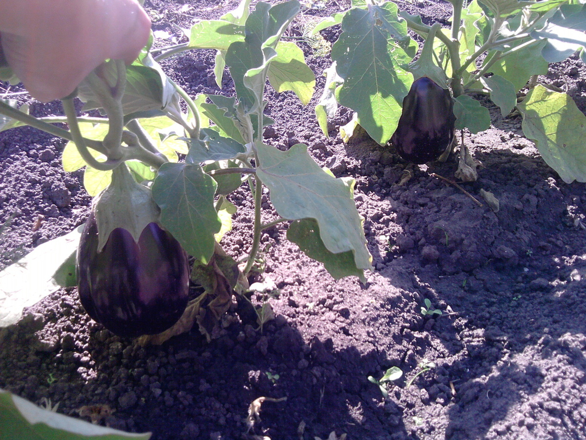 Баклажан Щелкунчик. Мой первый опыт выращивания баклажанов 10 лет нназад