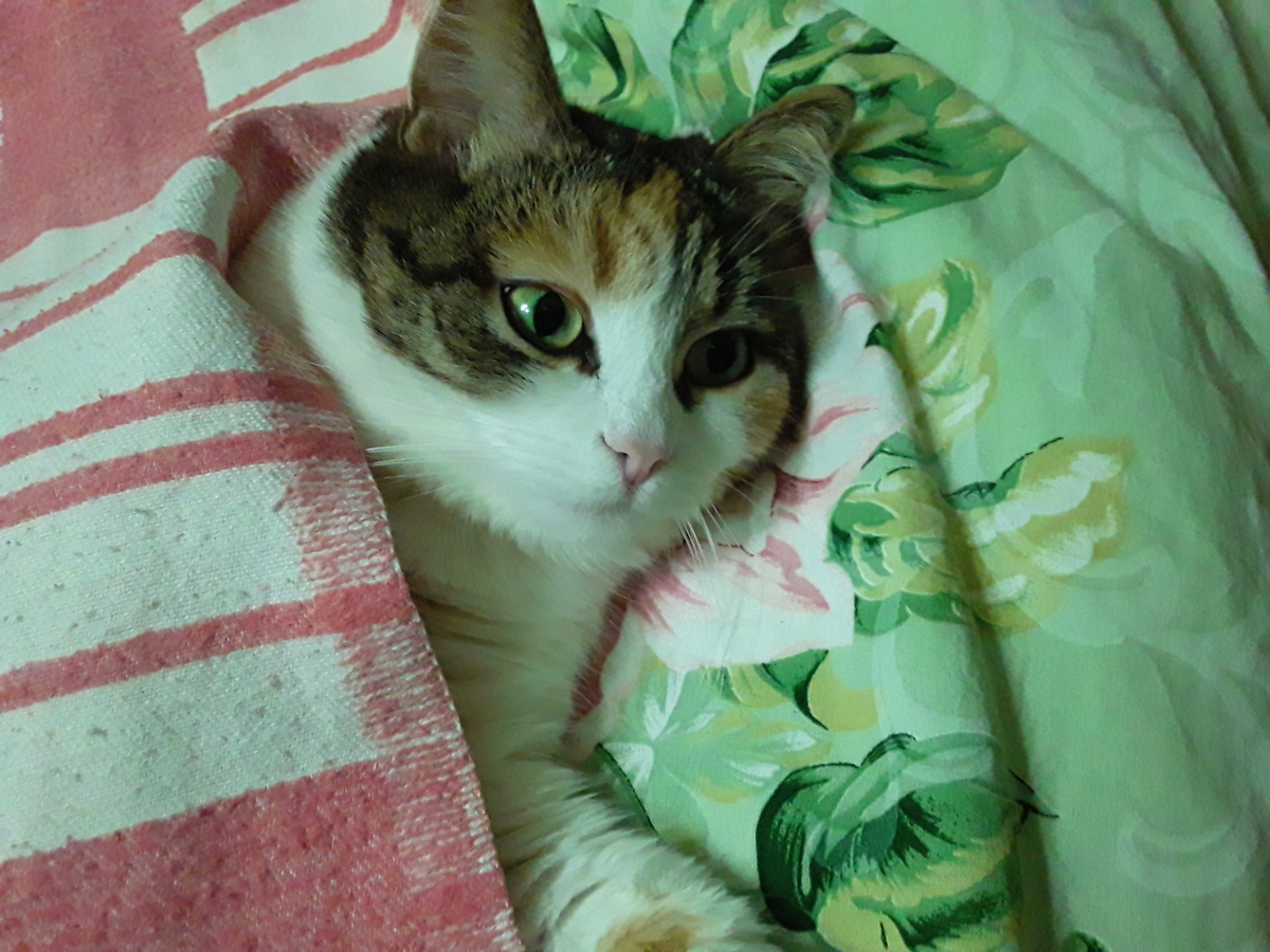 на фото автора Кася Попова - моя кошка)))