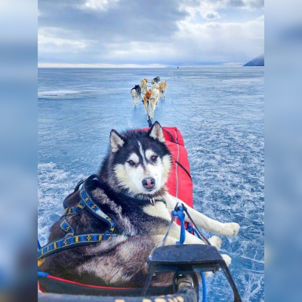 Фото: filin38.ru