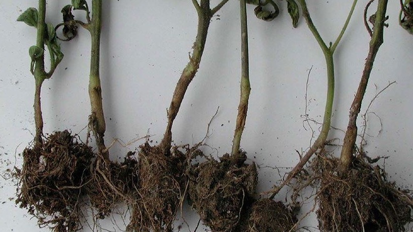 Типичное поражение корней черной ножкой при использовании гидрогеля