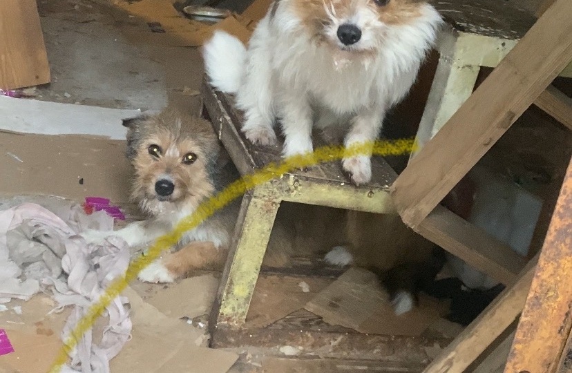 Два года собаки живут в захламленном гараже...