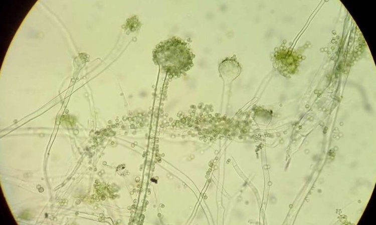    Фото: Yulianna.x / Wikimedia / CC BY-SA 4.0