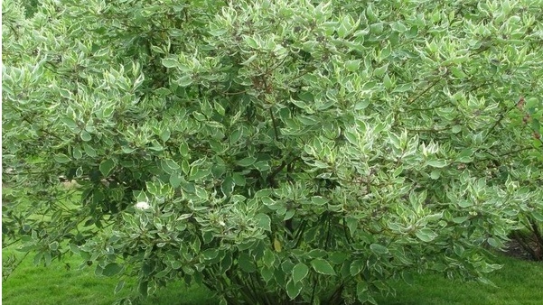 Дерен белый стоил 220 рублей