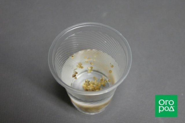 В ЧЕМ ЕЩЕ МОЖНО ЗАМОЧИТЬ СЕМЕНА ПЕРЕД ПОСЕВОМ