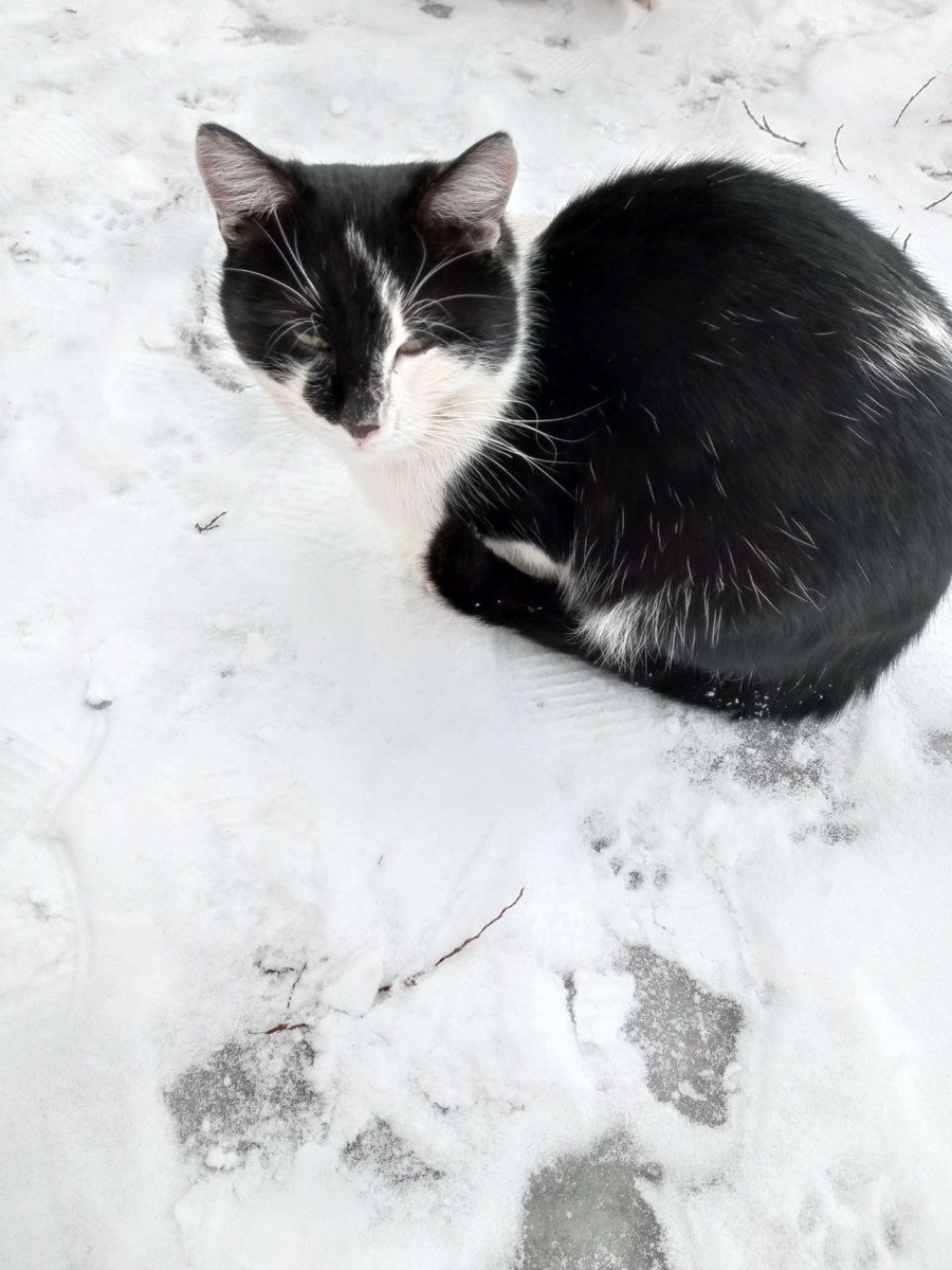 А Мурзик всё проспал!