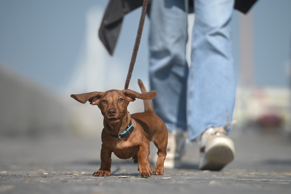    Похитительница утверждала, что от собаки отказались. Алексей БУЛАТОВ