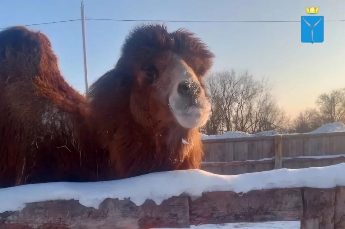    В Саратовской области верблюда Васю проверили на венерические болезни