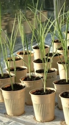 Фото не мое, но была такой же