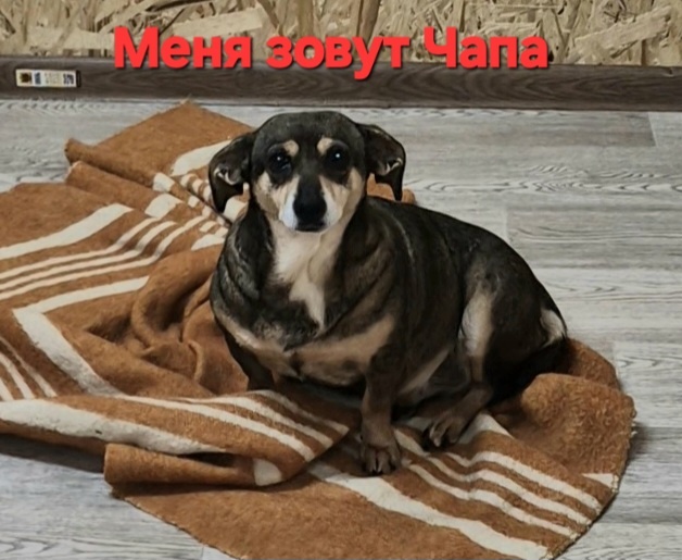 Здравствуйте. Меня зовут Чапа