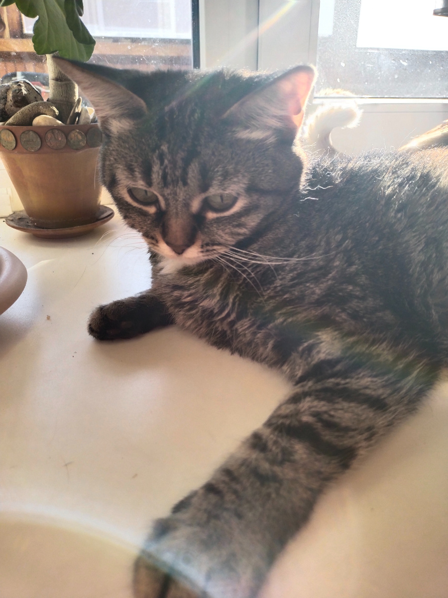 Чуфа предупреждает: читать только хозяйкам блендеров! Они же измельчители. Если блендера нет, рассказ будет недействителен по части скорости! 🤣