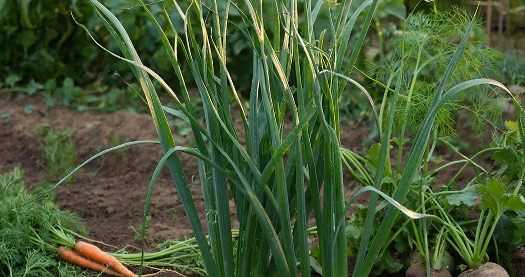 Скрытая угроза: почему лук гниёт изнутри и как спасти урожай