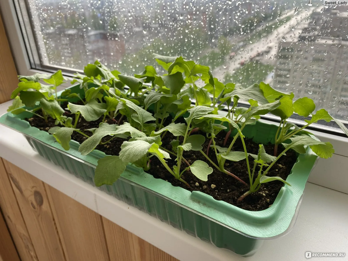 Почему редис хорошо подходит для выращивания на подоконнике?