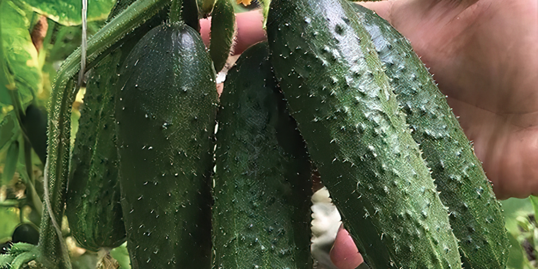 Обзор двух надёжных сортов огурцов для стабильного урожая в любых условиях