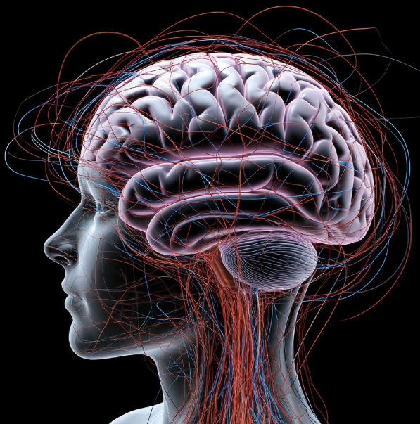 Проводка мозга
