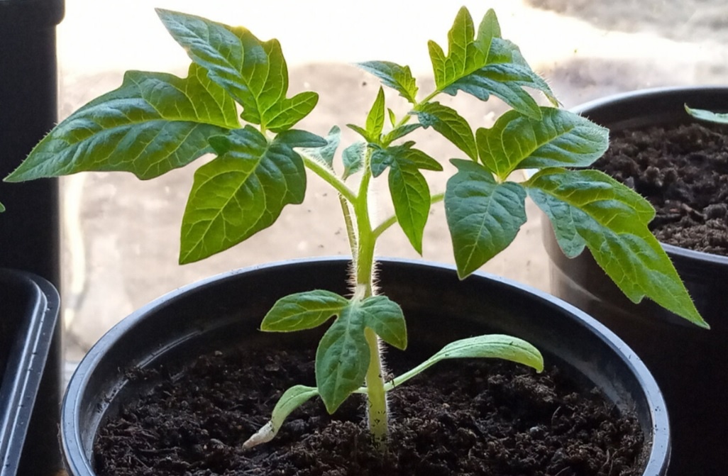 Толстые и крепкие стебли рассады томатов - основа урожая помидор. Проверенные советы для отличного урожая