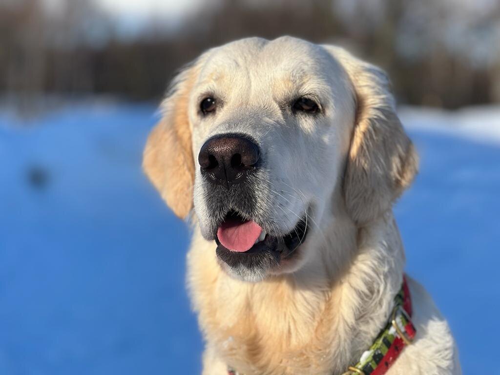 Собака — единственное животное, которое добровольно живёт рядом с человеком 