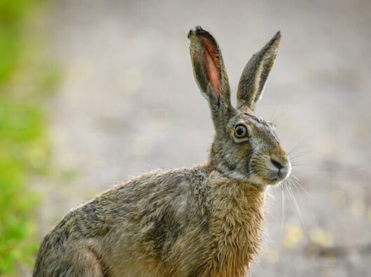    Заяц-русак// Фото с сайта Patrick Pleul/dpa/ Global Look Press