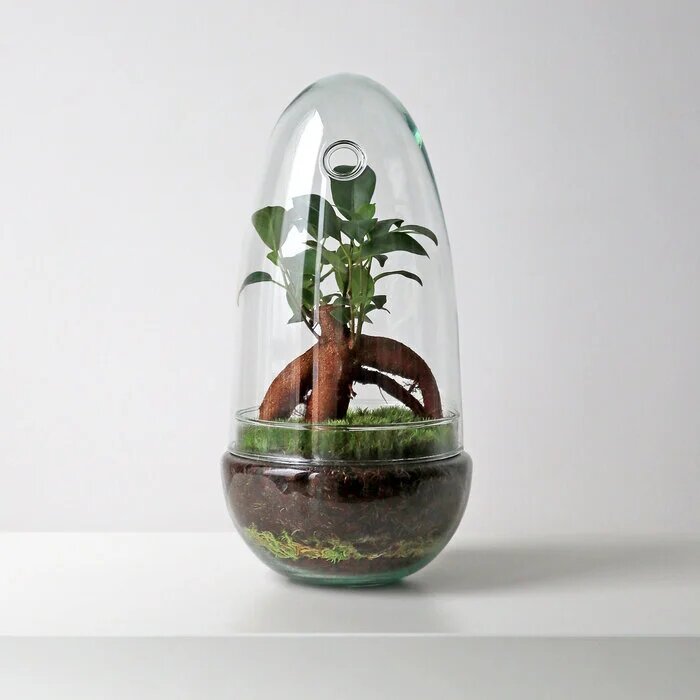 Фикус Микрокарпа 