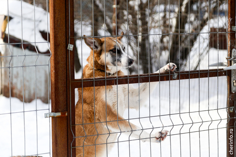    Приют отмечает 15-летие. Его обитатели получили подарки, а волонтеры и сотрудники - благодарности.