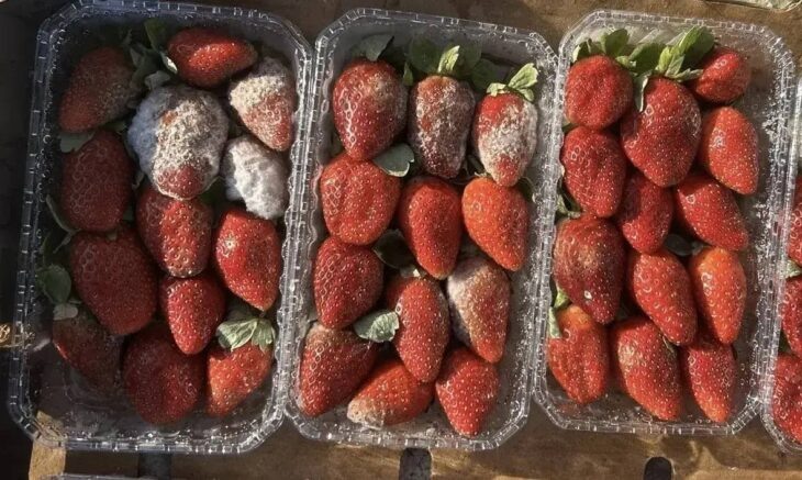    Фото: t.me/rsn_yug